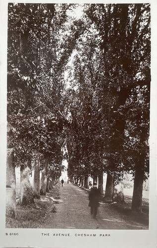 Chesham lowndes park - park, tree